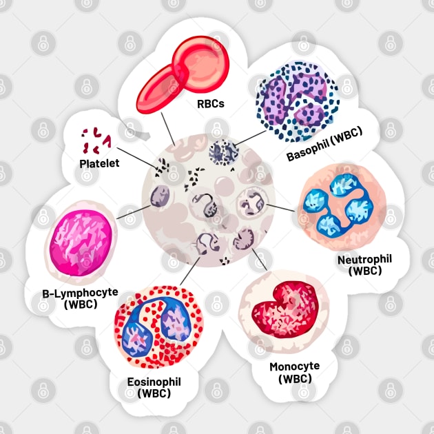 Blood cells. RBCs. WBCs, Basophil, Platelet, thrombocyte, Neutrophil, B-Lymphocyte, Monocyte, Eosinophil. Sticker by labstud